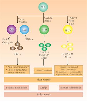 Innate Lymphoid Cells in Crohn’s Disease